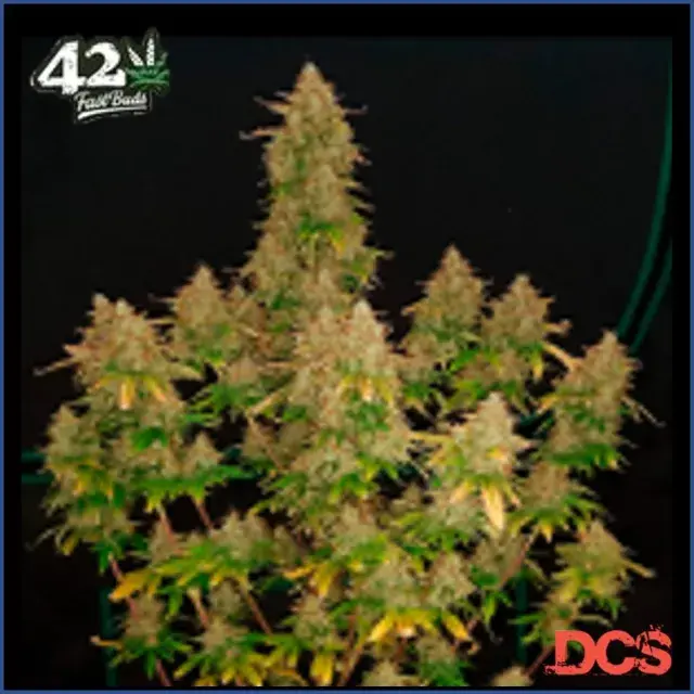 Auto Russian Feminised Cannabis Seeds | Fast Buds Originals