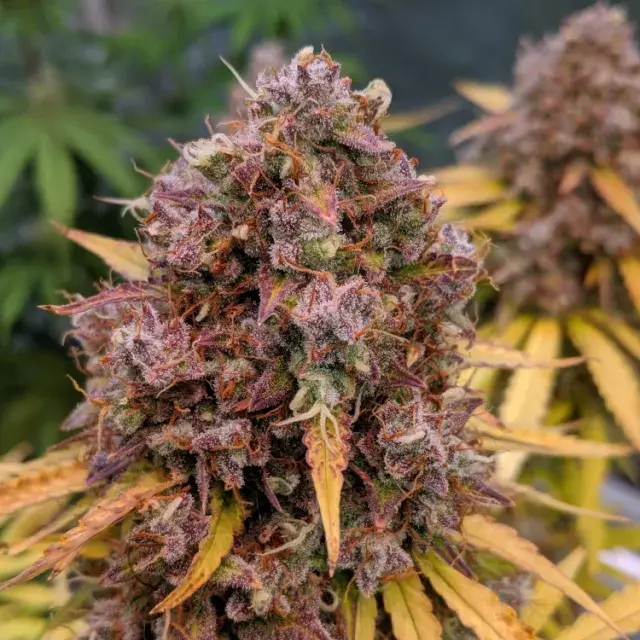 Auto San Francisco Sour Dough Feminised Cannabis Seeds | Top Shelf Elite
