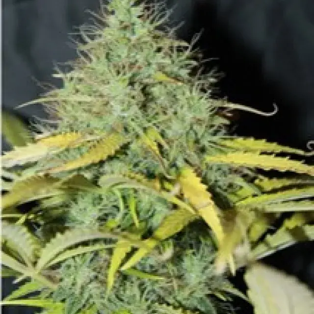 Auto Skunk #1 Feminised Cannabis Seeds | Seedsman