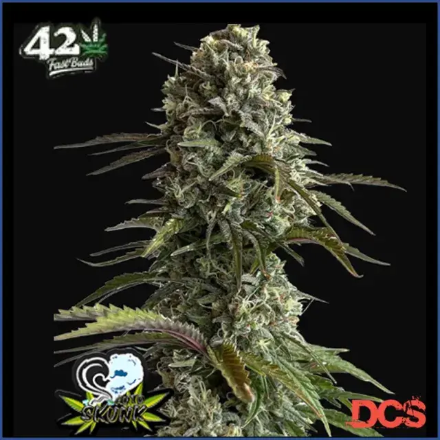 Auto Skunk Feminised Cannabis Seeds | Fast Buds Originals