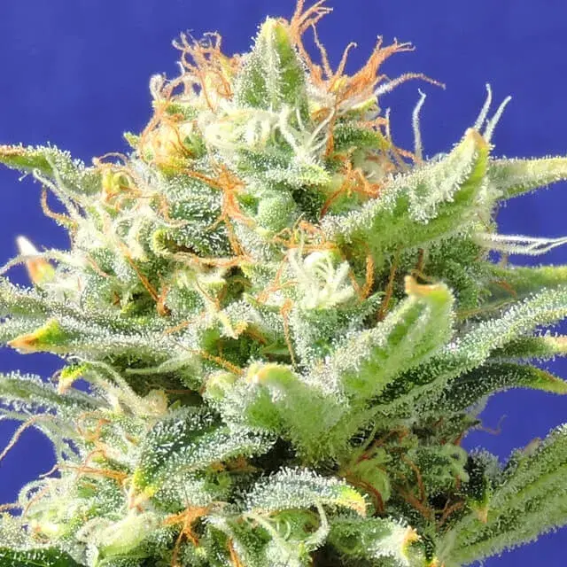 Auto Super Skunk Feminised Cannabis Seeds | Original Sensible Seeds