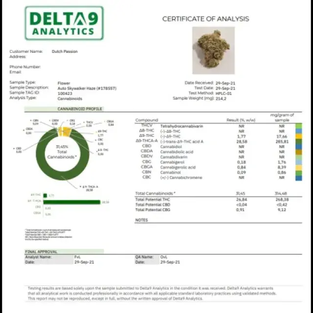 Auto Skywalker Haze Feminised Cannabis Seeds | Dutch Passion 