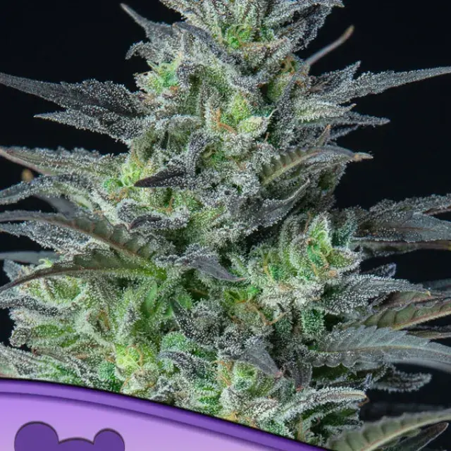 Auto Sleepy Joe Feminised Cannabis Seeds - Anesia Seeds