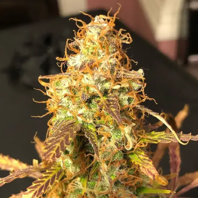 Auto Sour Melon Mass Feminised Cannabis Seeds | Critical Mass Collective Seeds