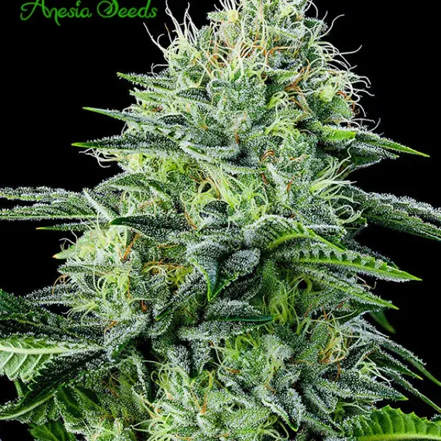 Auto Strawberry Banana Feminised Cannabis Seeds - Anesia Seeds