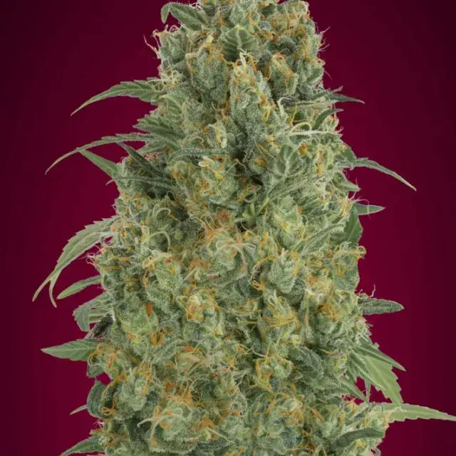 Auto Strawberry Gum Feminised Cannabis Seeds | Advanced Seeds 