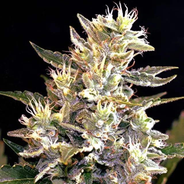 Auto Sunset Vibes Feminised Cannabis Seeds | G13 Labs