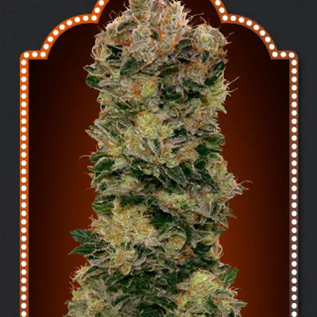Auto Sweet Soma Feminised Cannabis Seeds | OO Seeds 