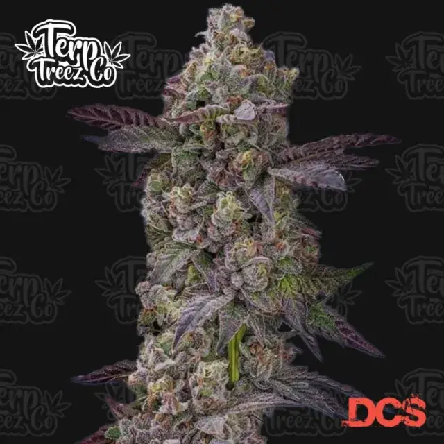 Auto Tre Lime Sorbetto Cannabis Seeds - Terp Treez.