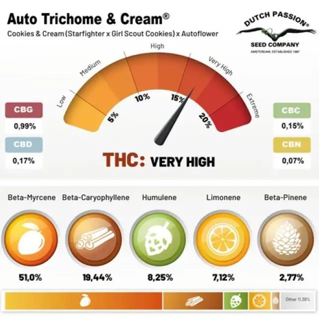 Auto Trichome and Cream Feminised Cannabis Seeds | Dutch Passion