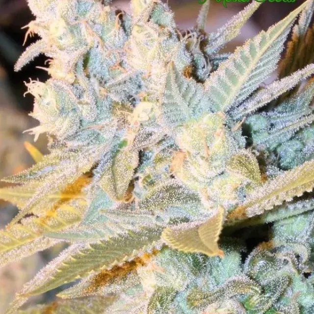 Auto Triple Cheese Feminised Cannabis Seeds - Anesia Seeds