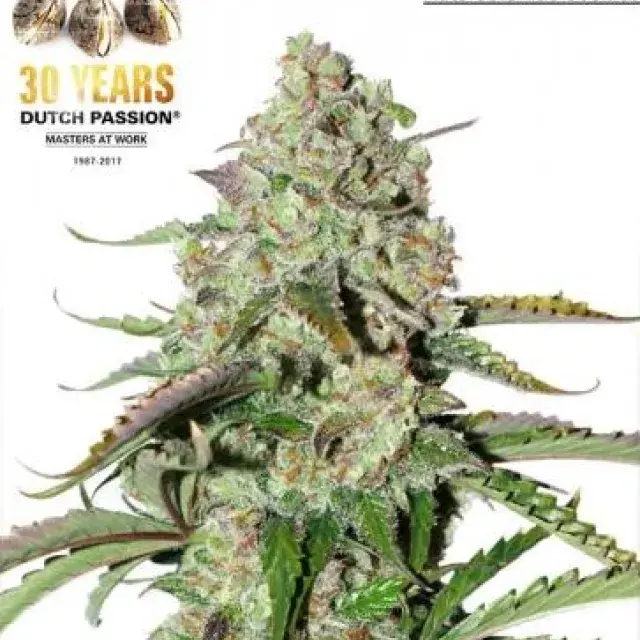 Auto Ultimate Feminised Cannabis Seeds| Dutch Passion 