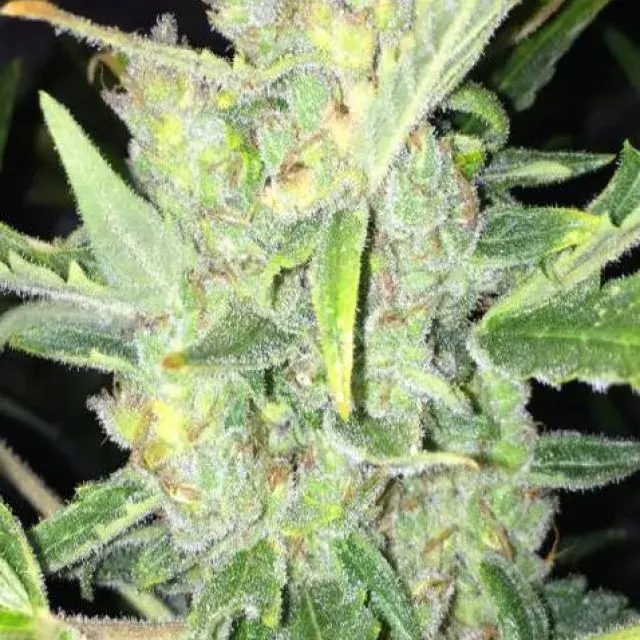 Auto White Widow x Big Bud Cannabis Seeds | Female Seeds 