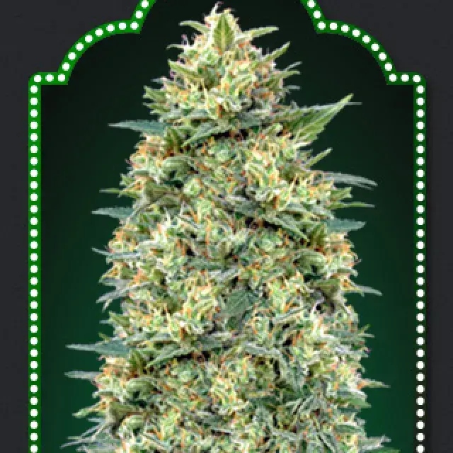 Auto White Widow Feminised Cannabis Seeds | OO Seeds
