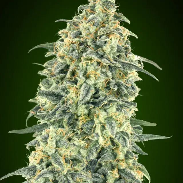 Auto White Widow XXL Feminised Cannabis Seeds | OO Seeds