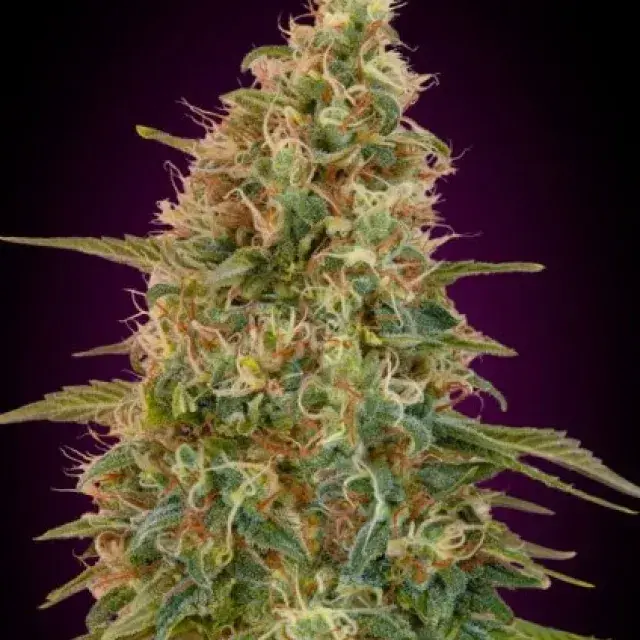 Auto Zkittlez Feminised Cannabis Seeds | Advanced Seeds 