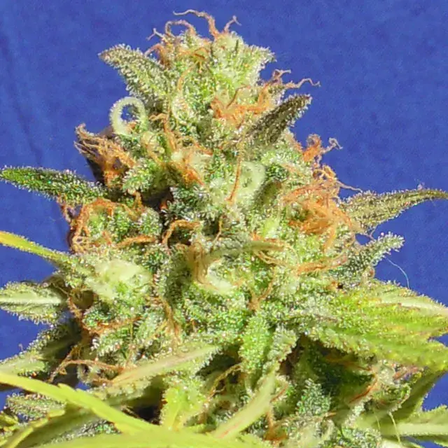 Auto Zkittlez Feminised Cannabis Seeds | Original Sensible Seeds