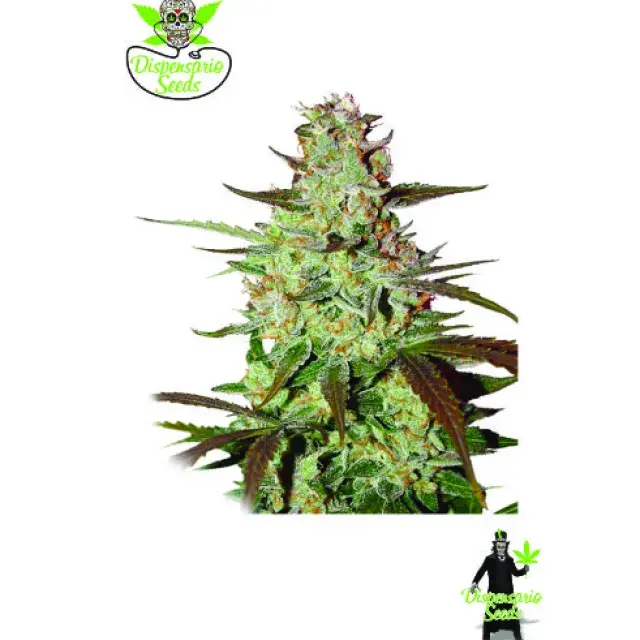 Auto Blueberry Express Feminised Cannabis Seeds | Dispensario Seeds