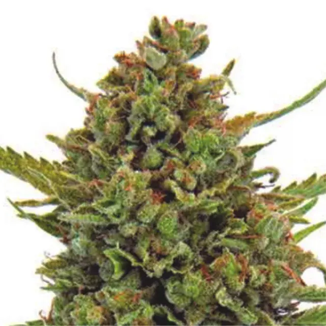 Auto Clinical Mass Feminised Cannabis Seeds | Dispensario Seeds