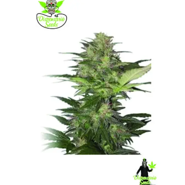 Auto Red White Dwarf  Feminised Cannabis Seeds | Dispensario Seeds