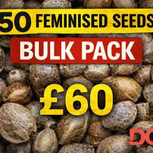 Auto Amnesia 50 Seed Pack | Discount Cannabis Seeds.