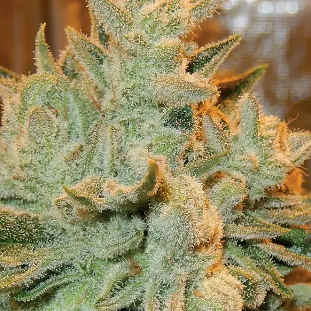 Auto Betty Feminised Cannabis Seeds - Anesia Seeds