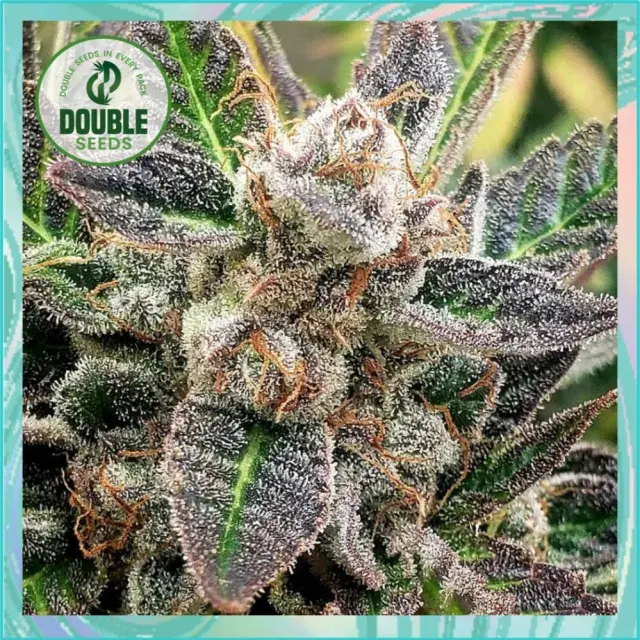 Auto Blueberry Gum  - Double Seeds