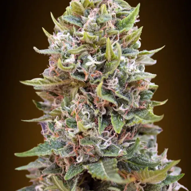 Auto Hashchis Berry Feminised Cannabis Seeds (Formerly Auto Cheese Berry) | OO Seeds  