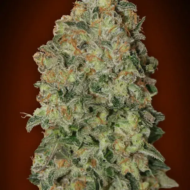 Auto Chocolate Skunk Feminised Cannabis Seeds | OO Seeds