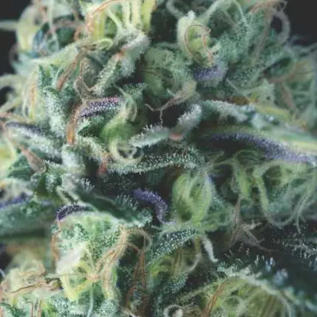 Auto Cookies USA Range Feminised Cannabis Seeds | Pyramid Seeds USA Range