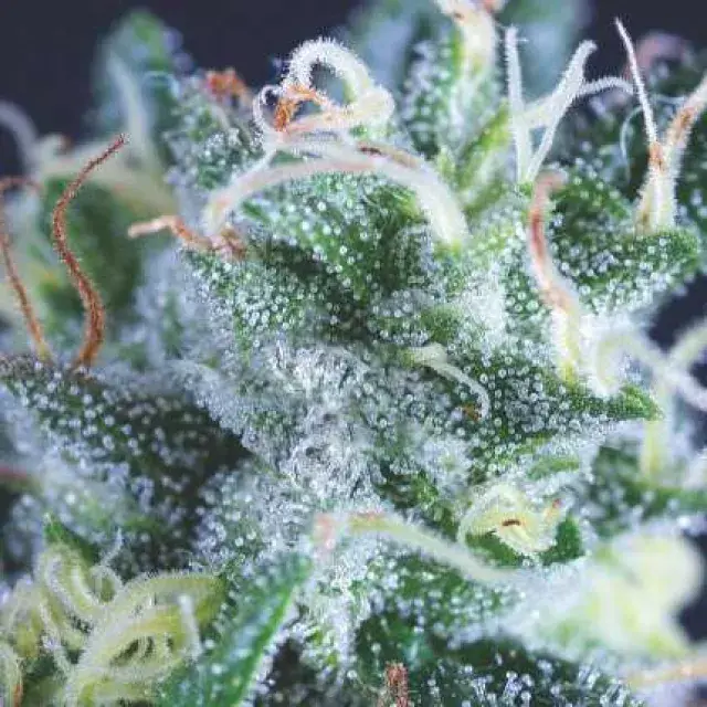 Auto Gelato USA Range Feminised Cannabis Seeds | Pyramid Seeds USA Range