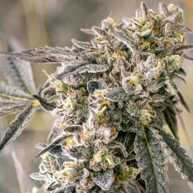 Auto Zkittleberry Cannabis Seeds - Ministry of Cannabis.