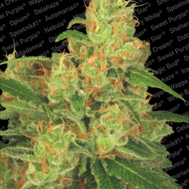 Auto Acid Feminised Cannabis Seeds | Paradise Seeds