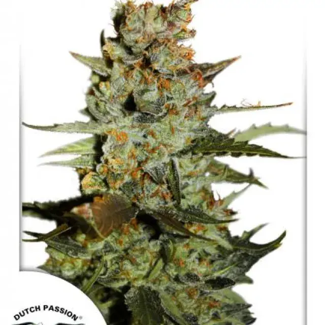 Auto Blueberry Auto Feminised Cannabis Seeds | Dutch Passion 