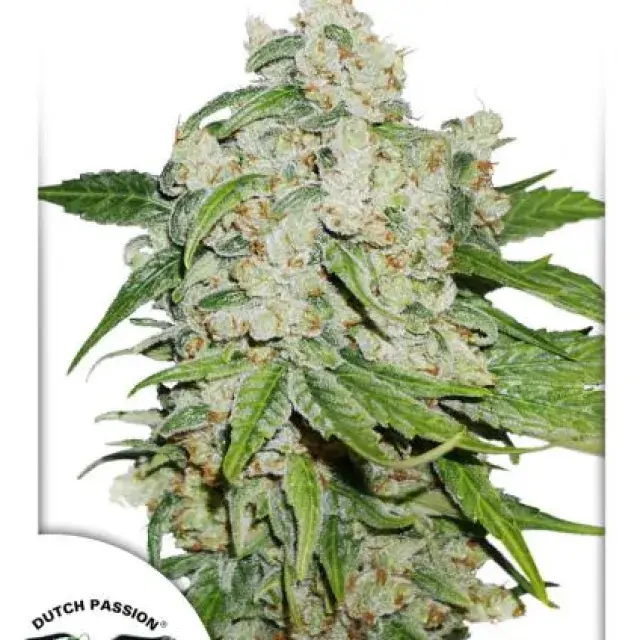 Auto Brooklyn Sunrise Autoflowering Feminised Cannabis Seeds | Dutch Passion 