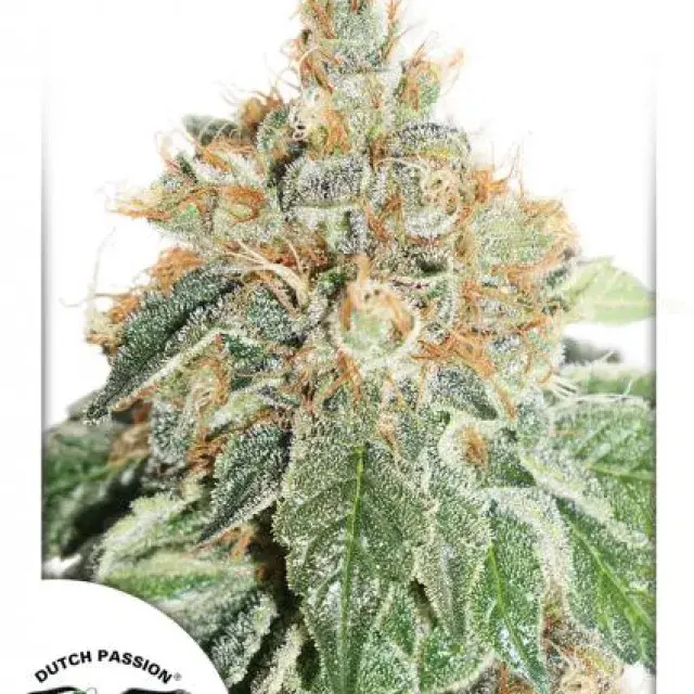 Auto Daiquiri Lime Feminised Cannabis Seeds | Dutch Passion 