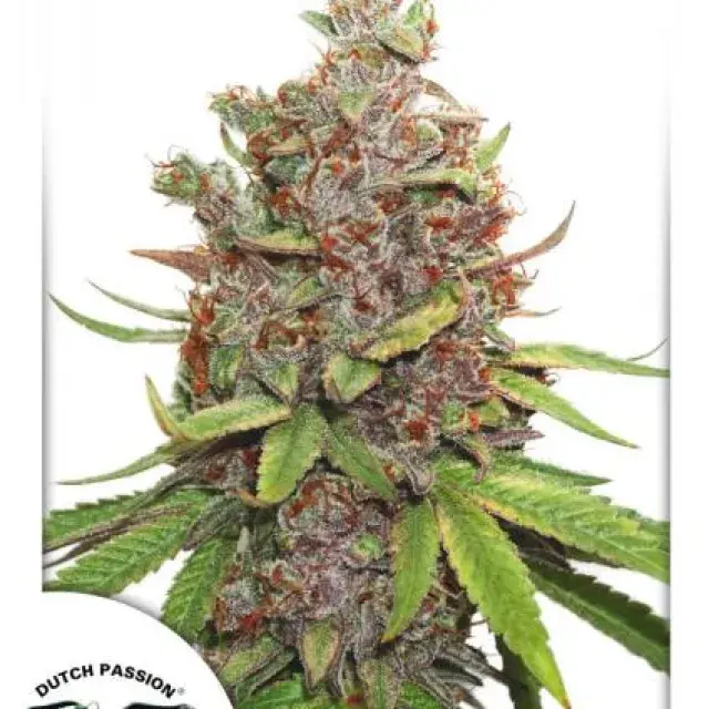 Auto Glueberry OG Feminised Cannabis Seeds | Dutch Passion 