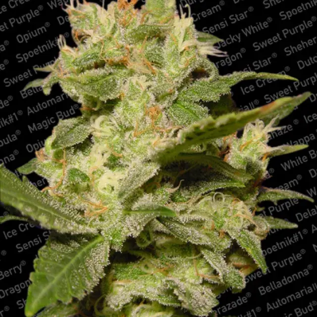Auto Jack Feminised Cannabis Seeds | Paradise Seeds