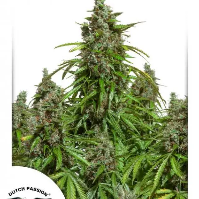 Auto Mazar Auto Feminised Cannabis Seeds | Dutch Passion