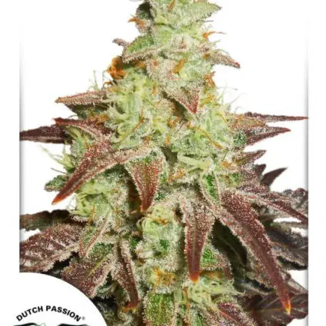 Auto Night Queen Autoflowering Feminised Cannabis Seeds | Dutch Passion 