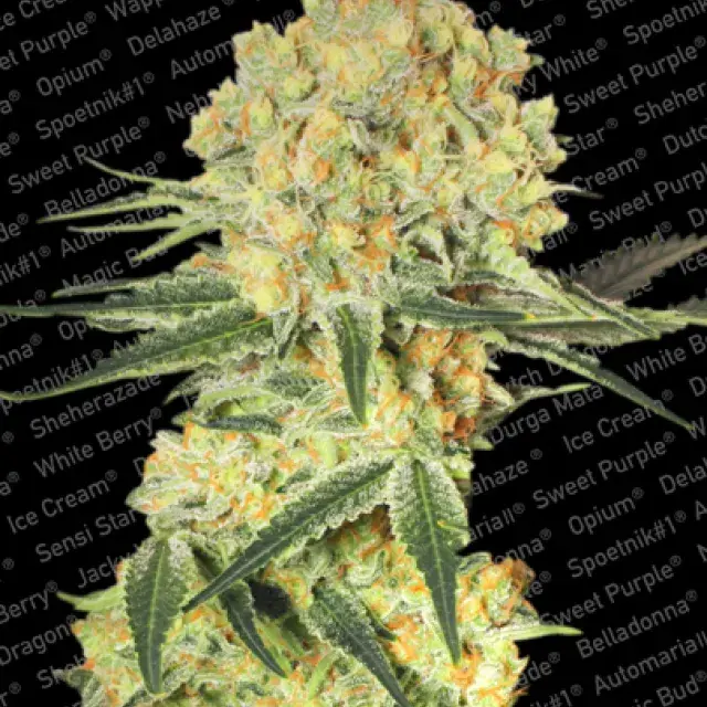 Auto Wappa Feminised Cannabis Seeds | Paradise Seeds