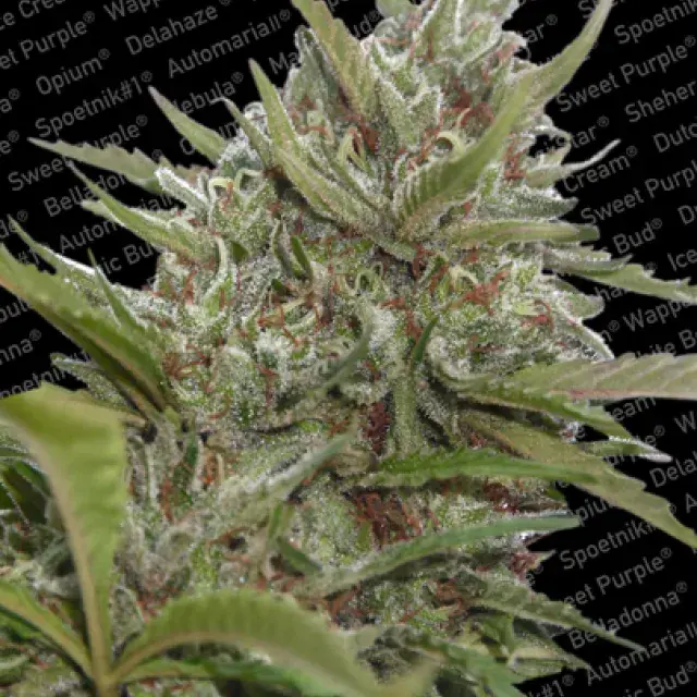 Auto White Berry Feminised Cannabis Seeds | Paradise Seeds