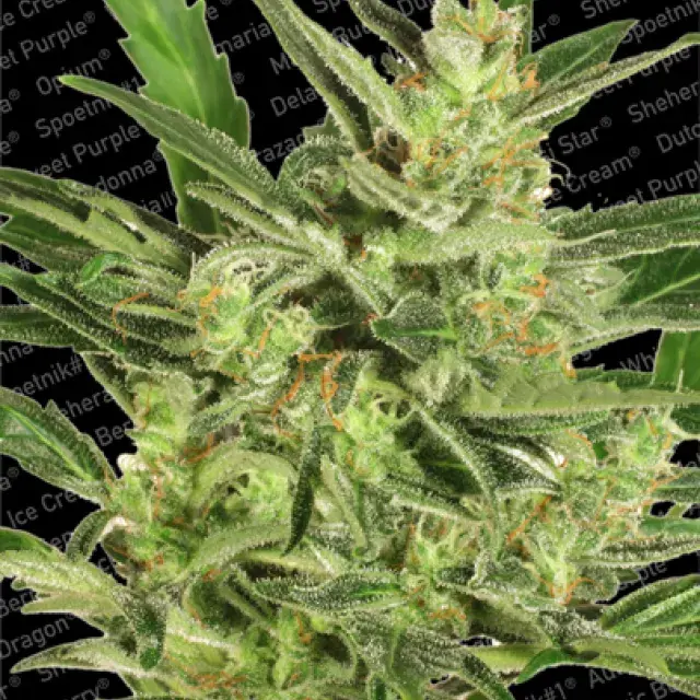 Automaria II Feminised Cannabis Seeds | Paradise Seeds