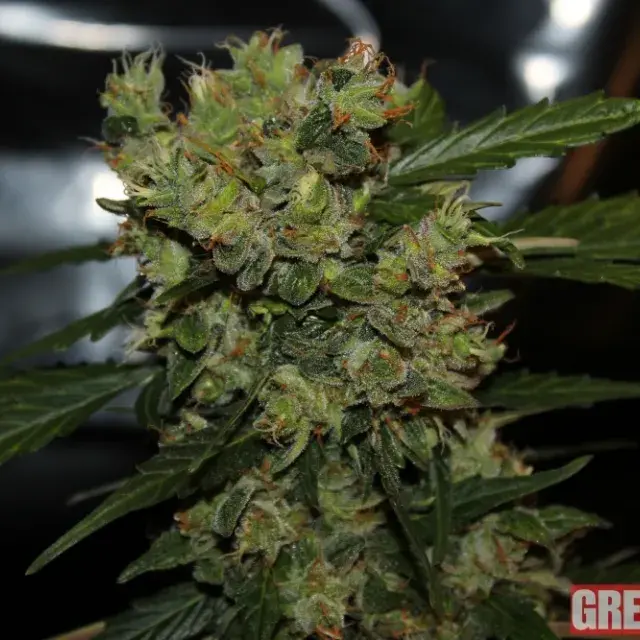 Automatic Mega Bud Feminised Cannabis Seeds | GreenLabel Seeds