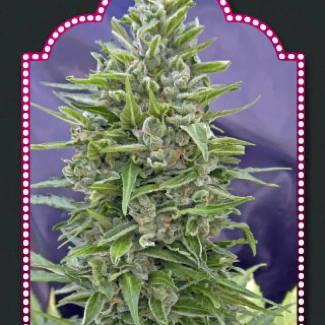 Auto Mix Feminised Cannabis Seeds| OO Seeds