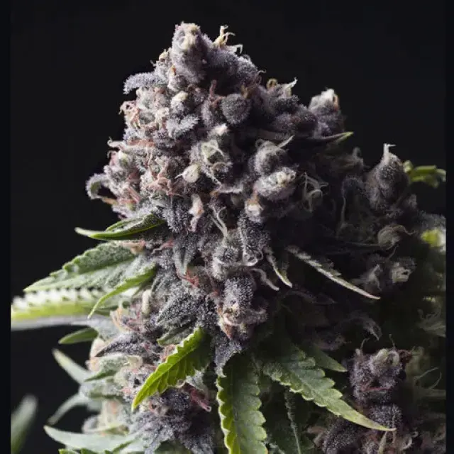 Auto Purple Feminised Cannabis Seeds | Pyramid Seeds