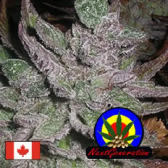 Avalon Regular Cannabis Seeds | Next Generation Seeds