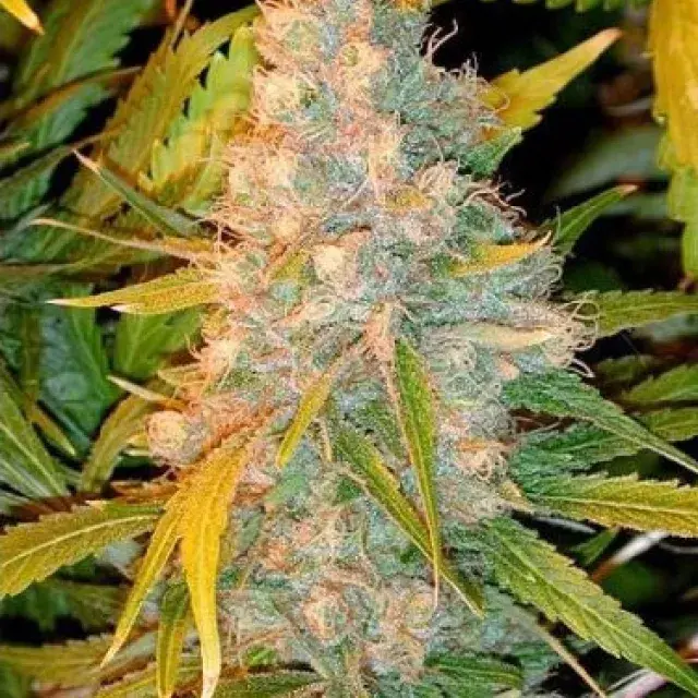 Azken Indika (L.U.I.) Regular Cannabis Seeds