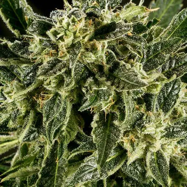 BAMA YAO x SCBDX Feminised Cannnabis Seeds