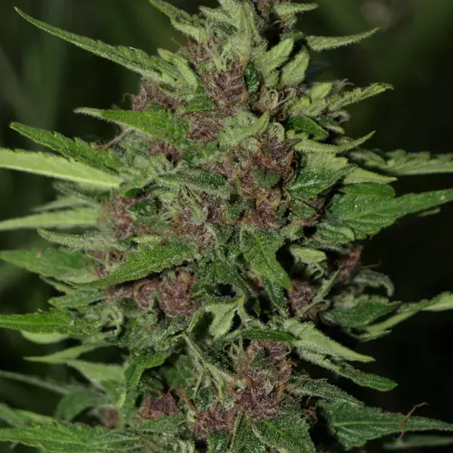 BC Early Blueberry Feminised Cannabis Seeds | Next Generation Seeds